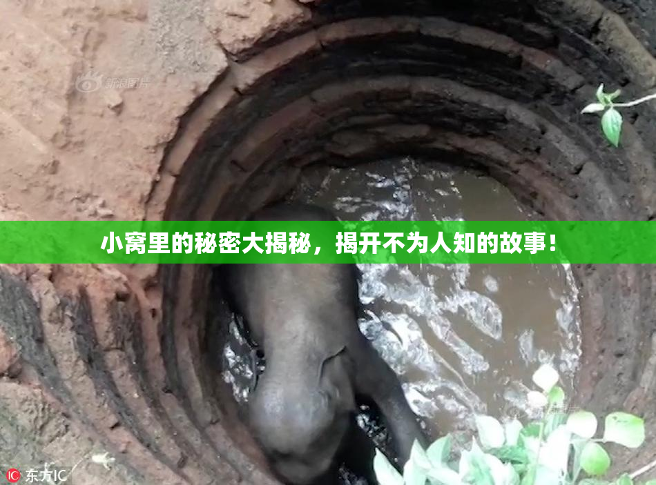 小窝里的秘密大揭秘，揭开不为人知的故事！