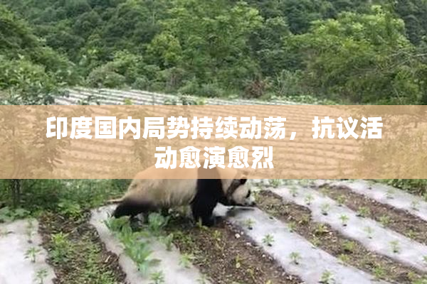 印度国内局势持续动荡，抗议活动愈演愈烈