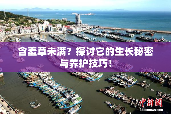 含羞草未满？探讨它的生长秘密与养护技巧！