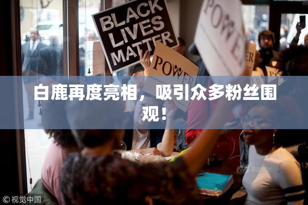 白鹿再度亮相，吸引众多粉丝围观！