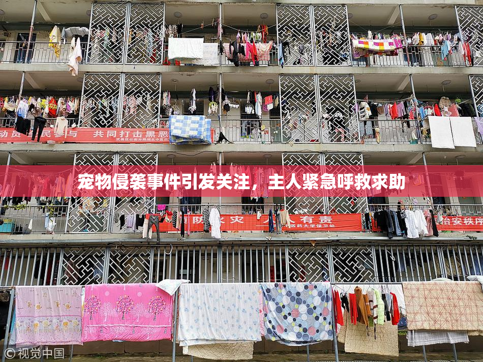 宠物侵袭事件引发关注，主人紧急呼救求助
