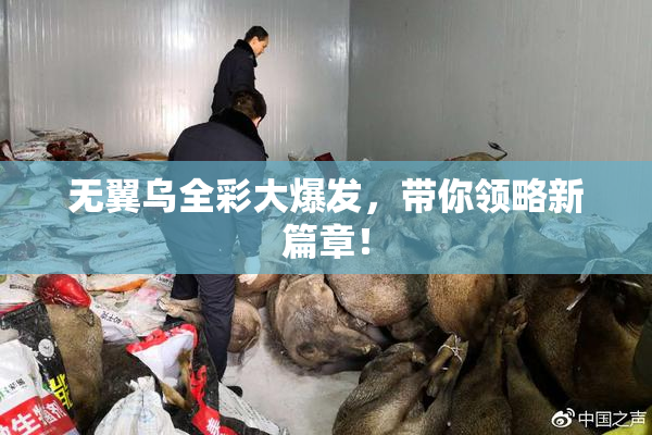 无翼乌全彩大爆发，带你领略新篇章！