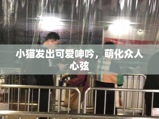 小猫发出可爱呻吟，萌化众人心弦
