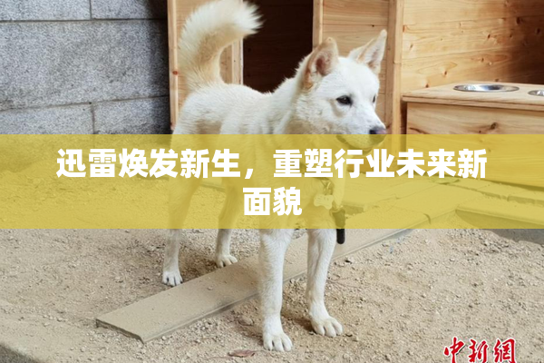 迅雷焕发新生，重塑行业未来新面貌