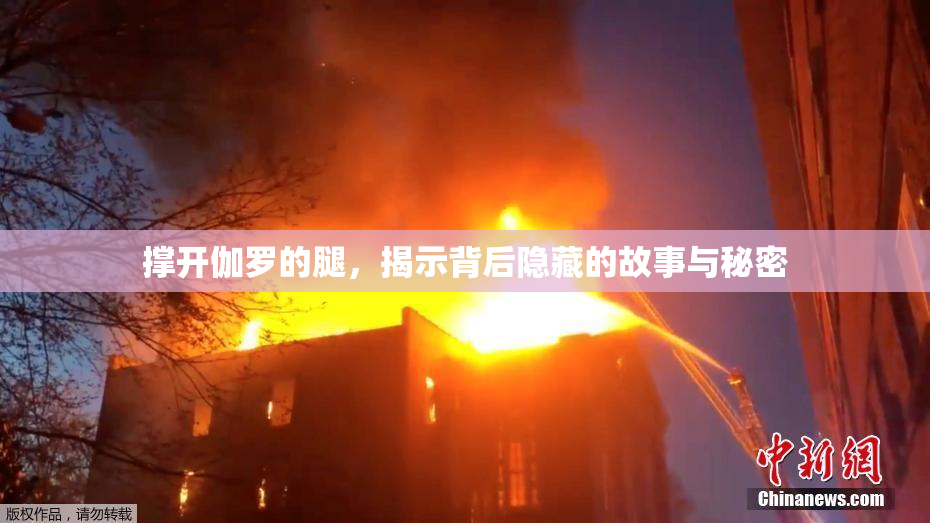 撑开伽罗的腿，揭示背后隐藏的故事与秘密