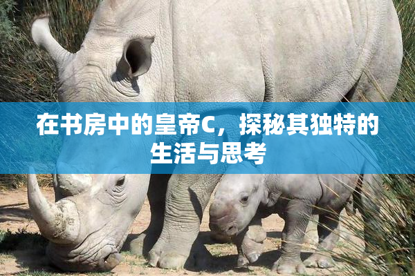 在书房中的皇帝C，探秘其独特的生活与思考