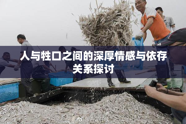 人与牲口之间的深厚情感与依存关系探讨