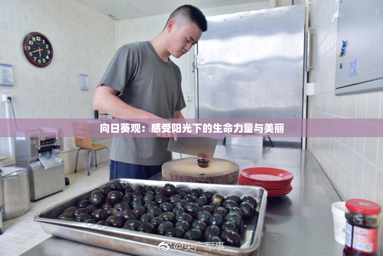 向日葵观：感受阳光下的生命力量与美丽