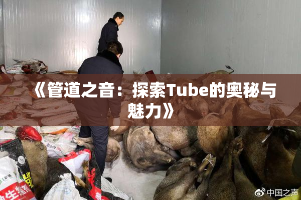 《管道之音：探索Tube的奥秘与魅力》