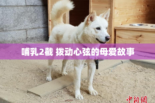 哺乳2截 拨动心弦的母爱故事