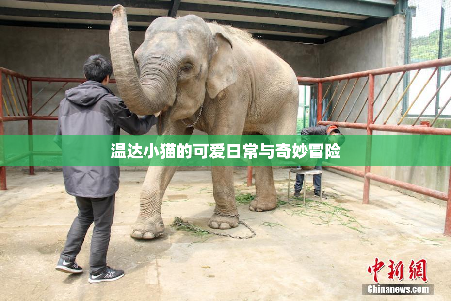 温达小猫的可爱日常与奇妙冒险