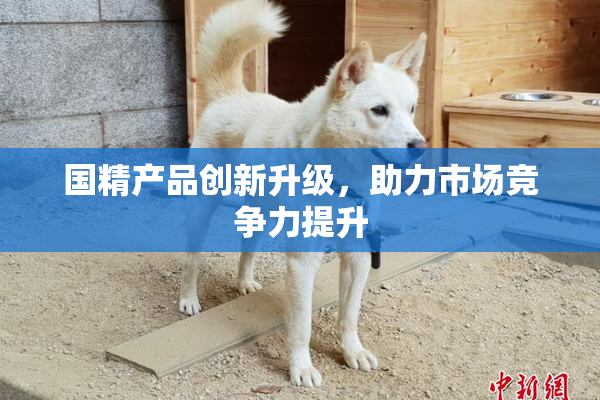 国精产品创新升级，助力市场竞争力提升