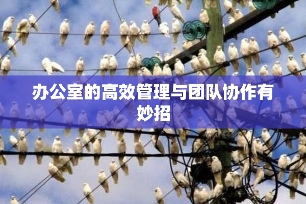 办公室的高效管理与团队协作有妙招