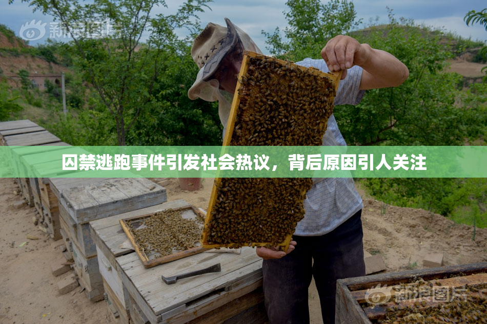 囚禁逃跑事件引发社会热议，背后原因引人关注