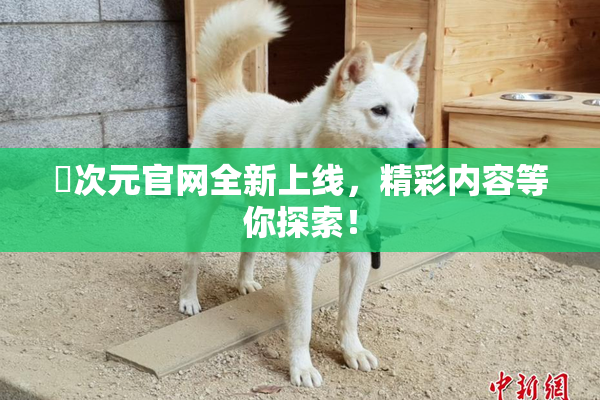 囧次元官网全新上线，精彩内容等你探索！