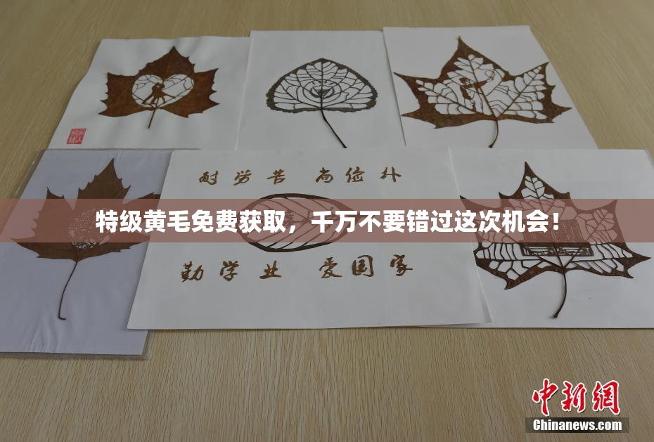 特级黄毛免费获取，千万不要错过这次机会！