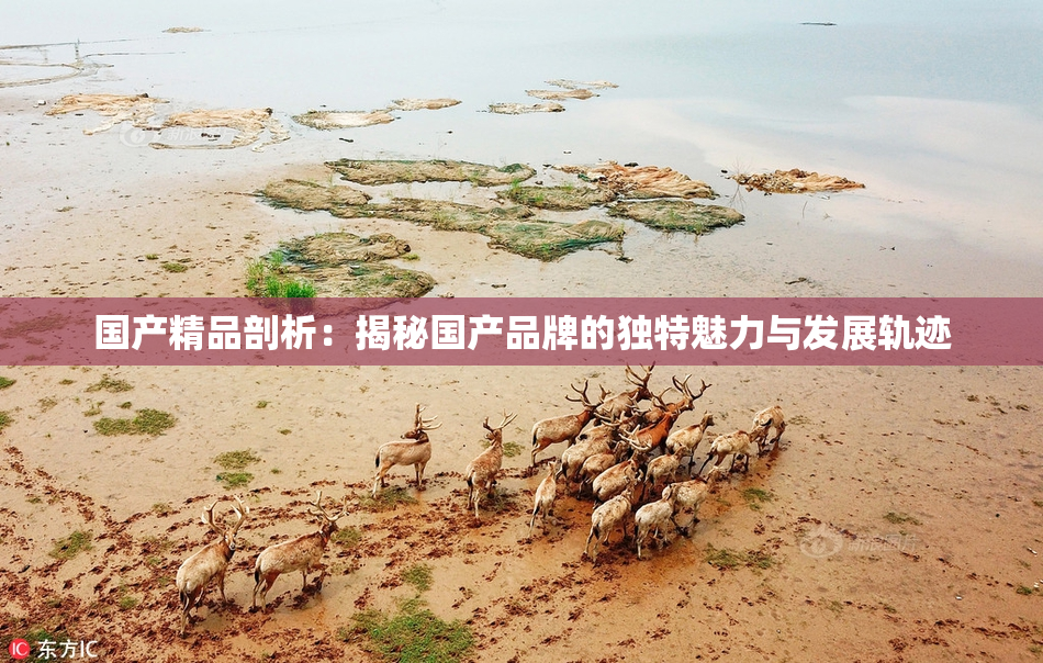 国产精品剖析：揭秘国产品牌的独特魅力与发展轨迹