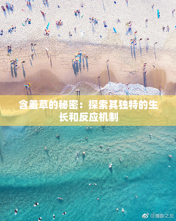 含羞草的秘密：探索其独特的生长和反应机制