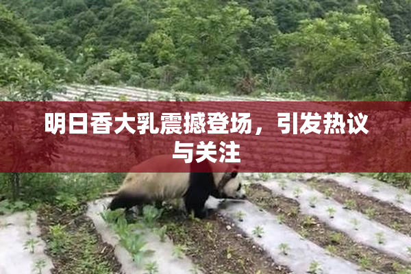 明日香大乳震撼登场，引发热议与关注
