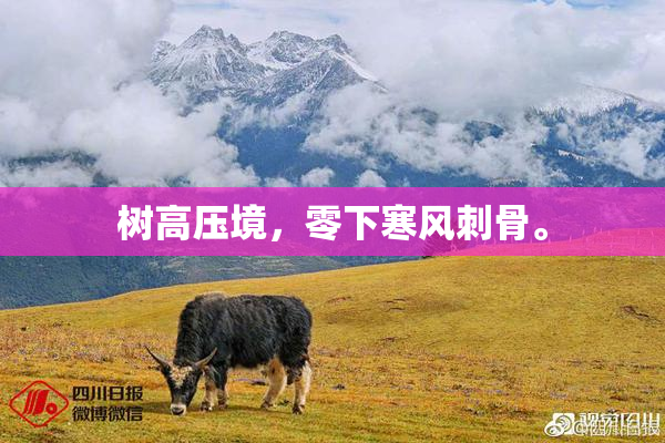 树高压境，零下寒风刺骨。