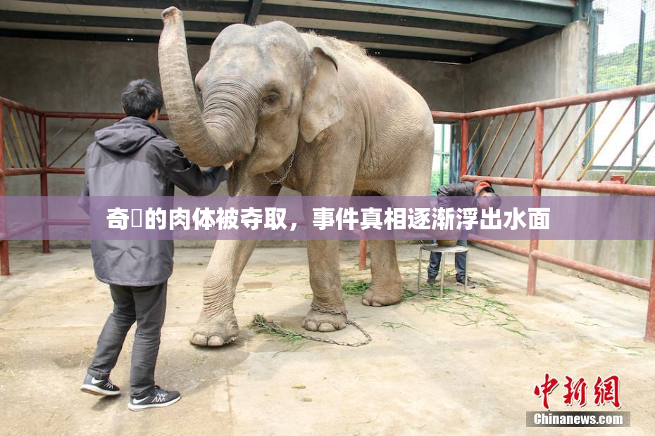 奇犽的肉体被夺取，事件真相逐渐浮出水面