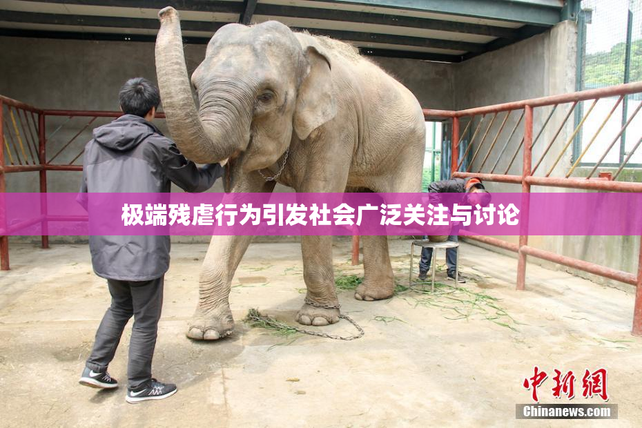 极端残虐行为引发社会广泛关注与讨论