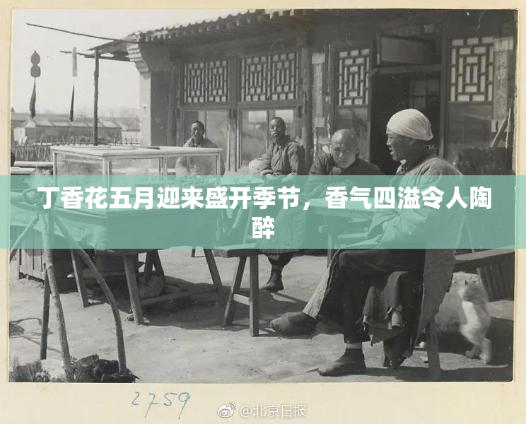 丁香花五月迎来盛开季节，香气四溢令人陶醉