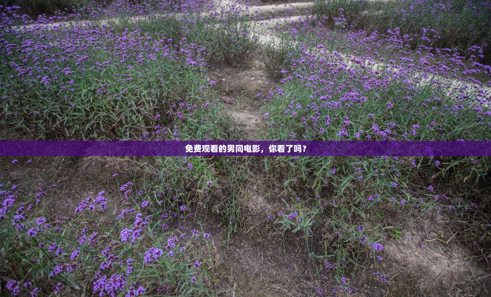 免费观看的男同电影，你看了吗？