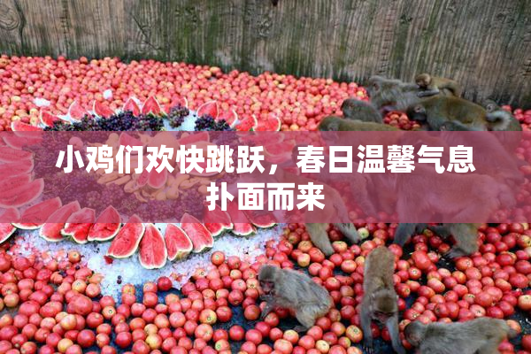 小鸡们欢快跳跃，春日温馨气息扑面而来