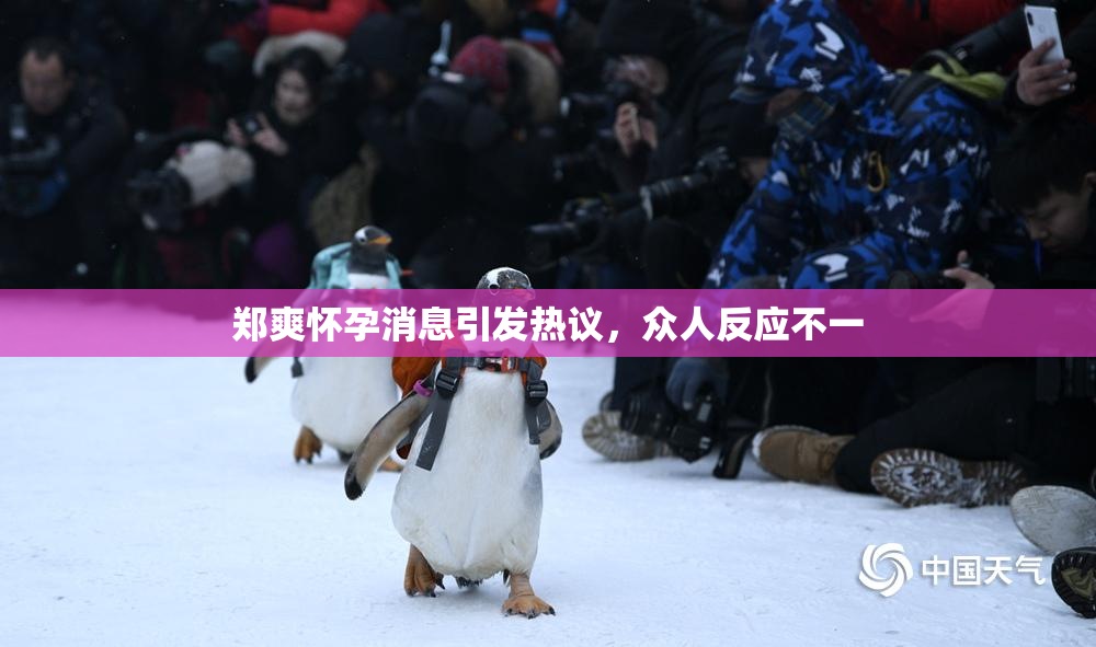 郑爽怀孕消息引发热议，众人反应不一