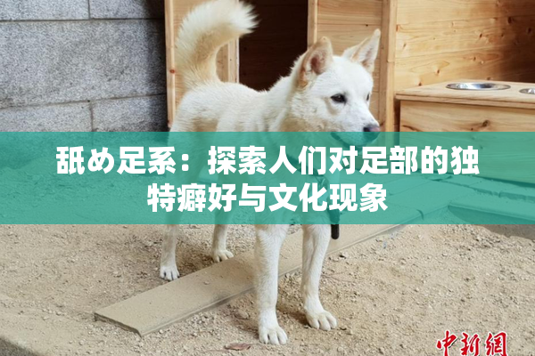 舐め足系：探索人们对足部的独特癖好与文化现象
