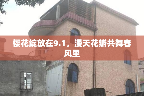 樱花绽放在9.1，漫天花瓣共舞春风里