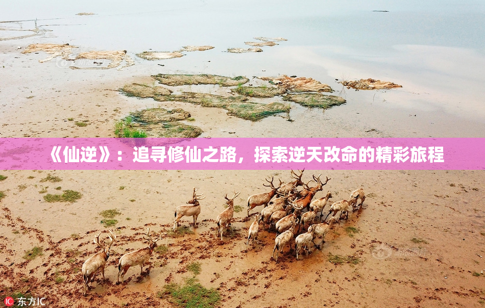 《仙逆》：追寻修仙之路，探索逆天改命的精彩旅程