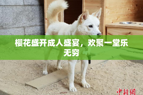 樱花盛开成人盛宴，欢聚一堂乐无穷