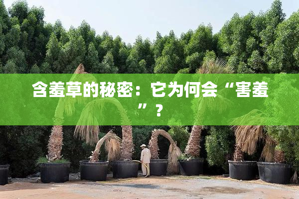 含羞草的秘密：它为何会“害羞”？
