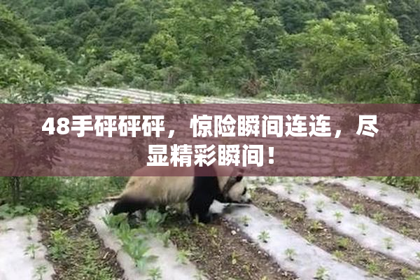 48手砰砰砰，惊险瞬间连连，尽显精彩瞬间！
