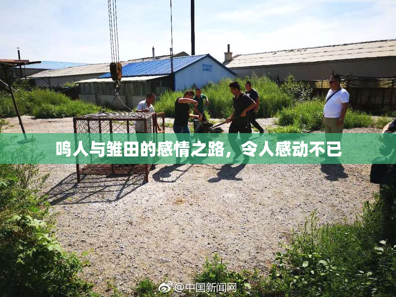 鸣人与雏田的感情之路，令人感动不已