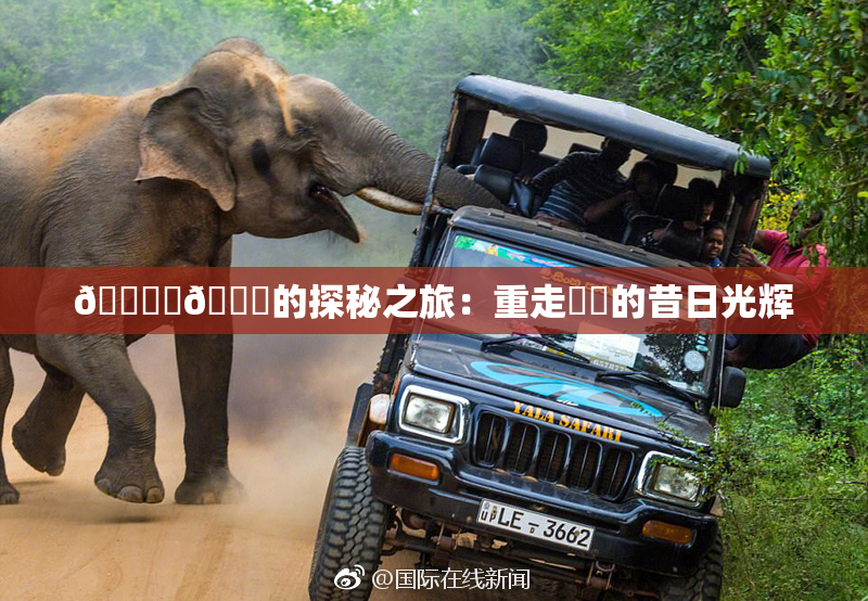 🔞‌🍌的探秘之旅：重走❌‌的昔日光辉