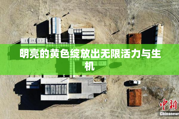 明亮的黄色绽放出无限活力与生机