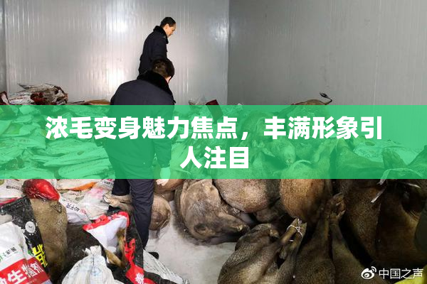 浓毛变身魅力焦点，丰满形象引人注目