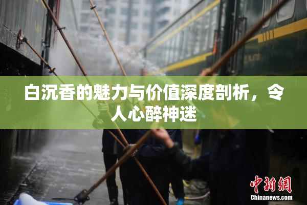白沉香的魅力与价值深度剖析，令人心醉神迷