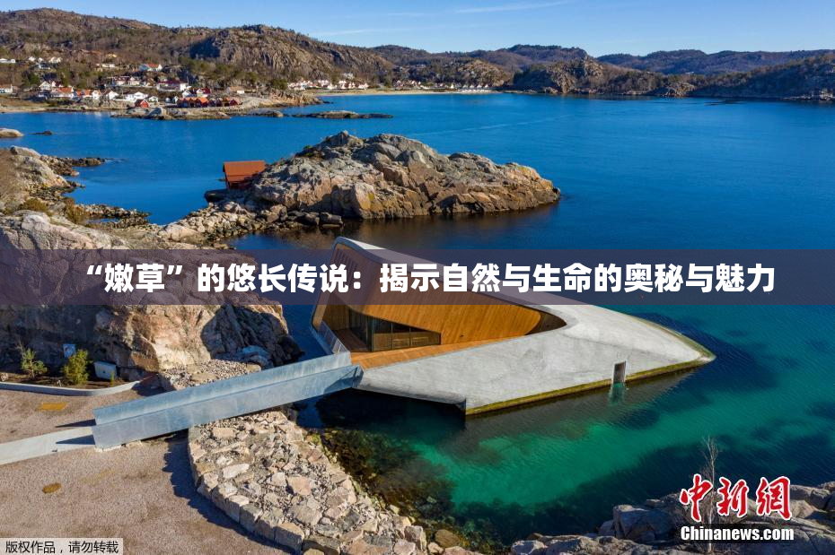 “嫩草”的悠长传说：揭示自然与生命的奥秘与魅力