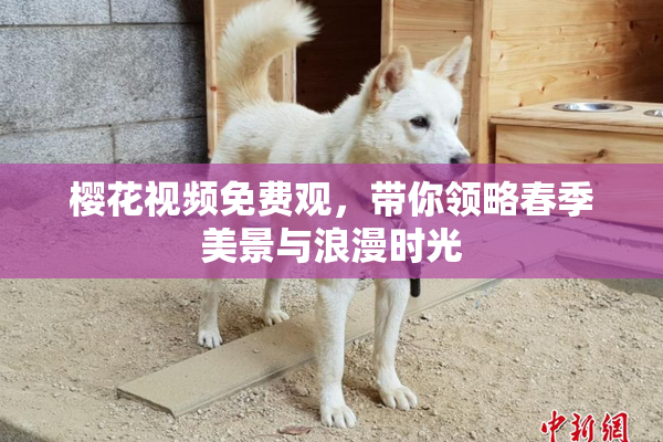 樱花视频免费观，带你领略春季美景与浪漫时光
