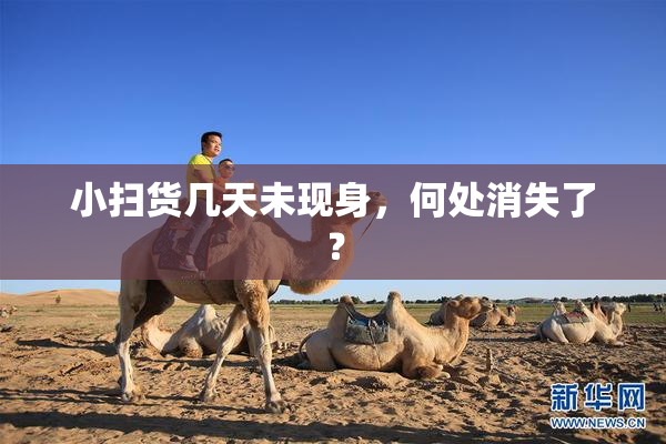 小扫货几天未现身，何处消失了？