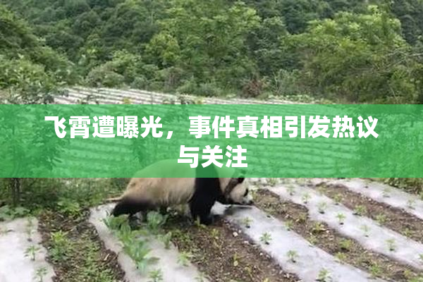 飞霄遭曝光，事件真相引发热议与关注