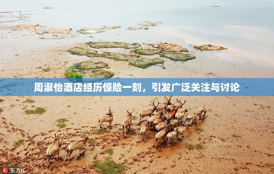 周淑怡酒店经历惊险一刻，引发广泛关注与讨论