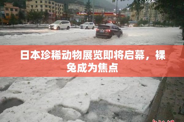 日本珍稀动物展览即将启幕，裸兔成为焦点