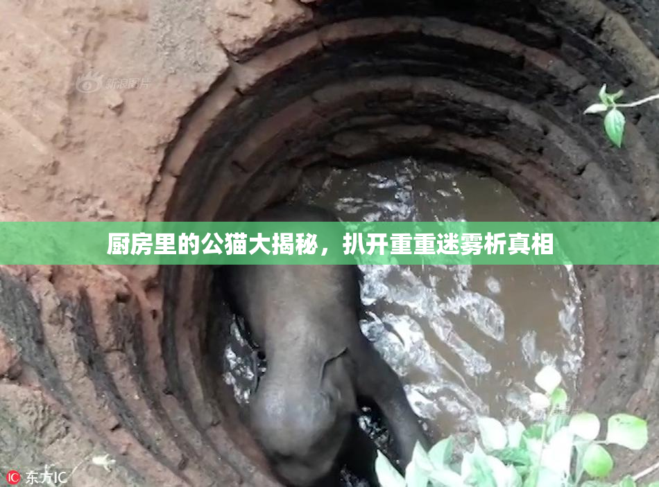 厨房里的公猫大揭秘，扒开重重迷雾析真相