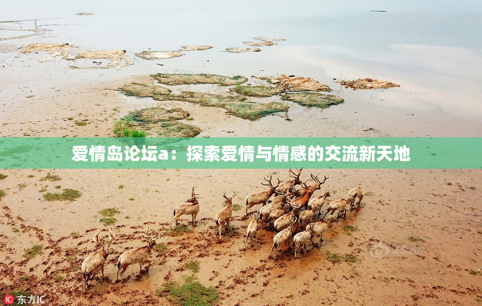 爱情岛论坛a：探索爱情与情感的交流新天地