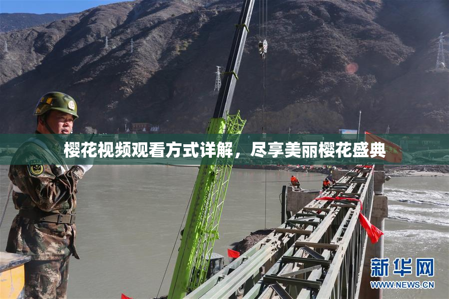 樱花视频观看方式详解，尽享美丽樱花盛典